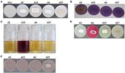 A Consortium of Rhizosphere-Competent Actinobacteria Exhibiting Multiple Plant Growth-Promoting Traits Improves the Growth of Avicennia marina in the United Arab Emirates